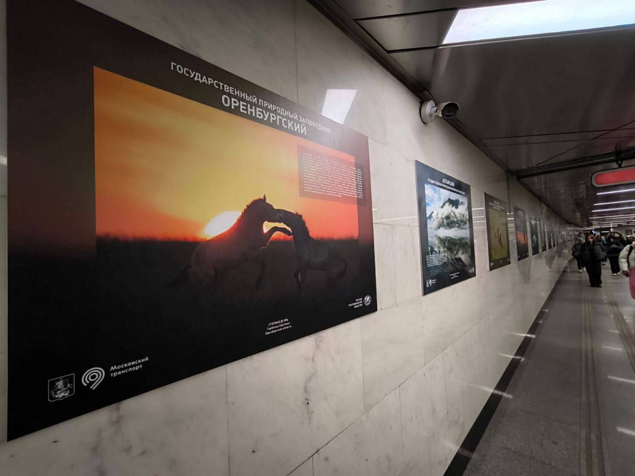 Фотовыставка. Источник: Заповедники Оренбуржья