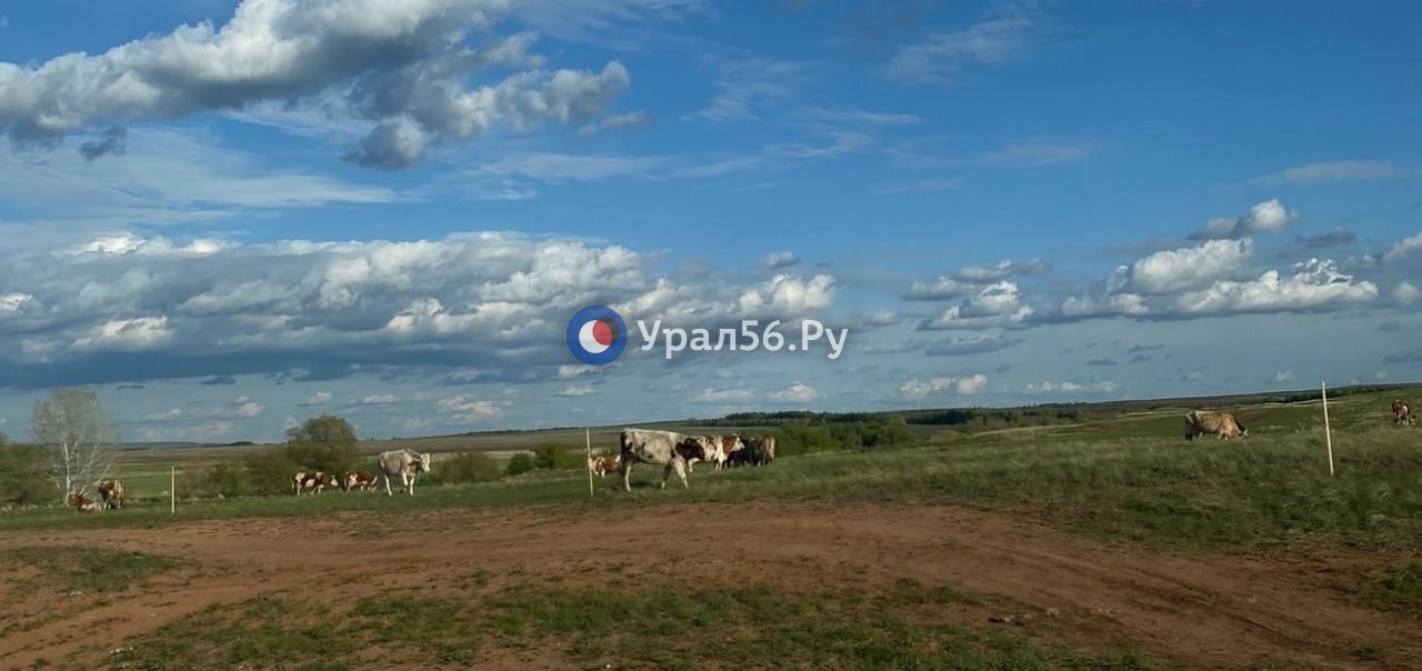Коровы на просторах Оренбургской области. Фото из архива
