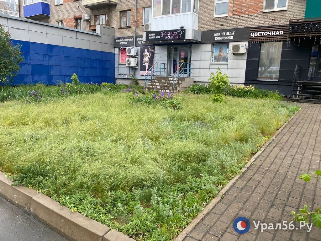 Не все газоны по пр. Ленина убраны