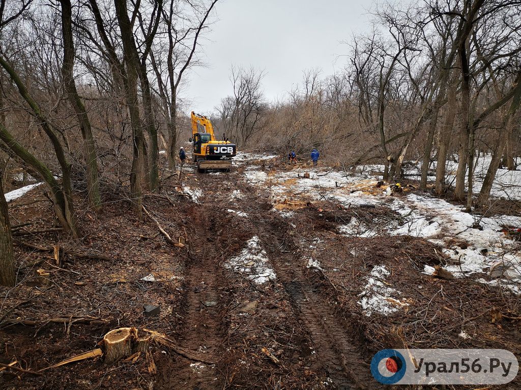 Работы по массовой вырубке деревьев в лесополосе. Фото из архива