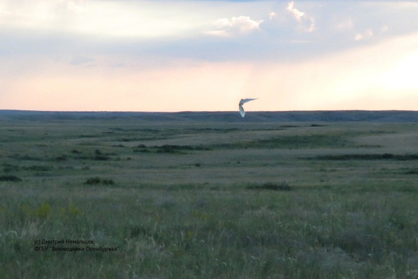 Полевой жаворонок (альбинос). Источник фото: Дмитрий Немальцев