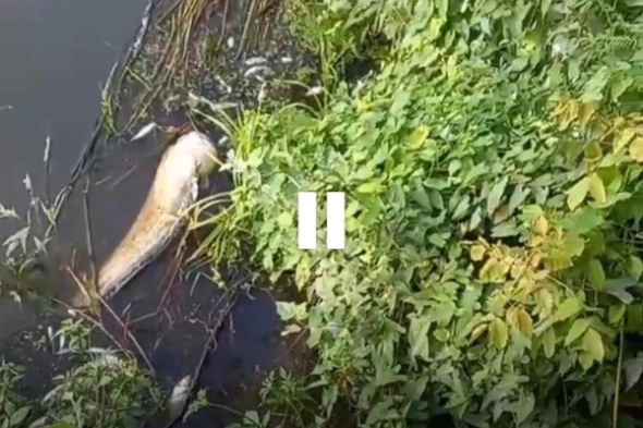 Ущерб за массовую гибель рыбы в Урале в районе Орска возложили на «РВК-Орск». Комментарий предприятия
