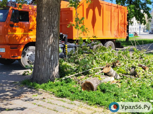 Суд обязал администрацию Южного округа Оренбурга спилить шесть аварийных деревьев 