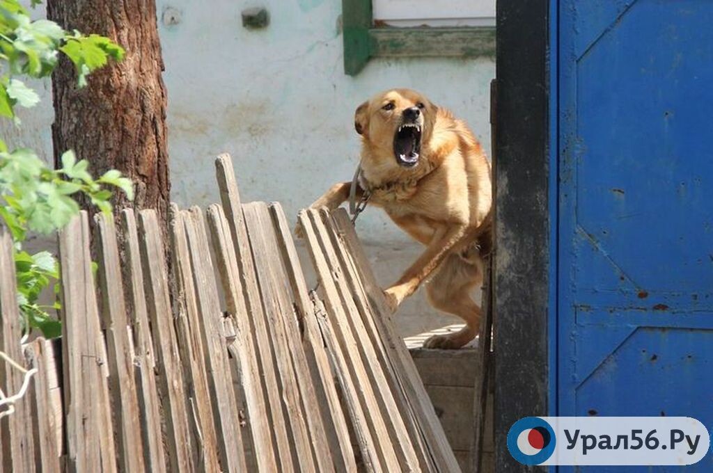 Агрессивная собака. Фото из архива