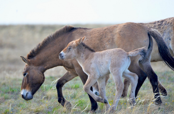 В заповеднике «Оренбургский» родились сразу три жеребенка лошади Пржевальского 