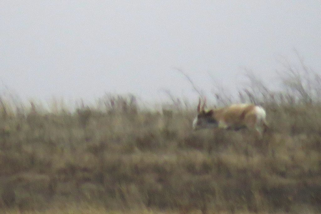 Сайгак на территории Оренбургского заповедника, фото: Дмитрий Немальцев