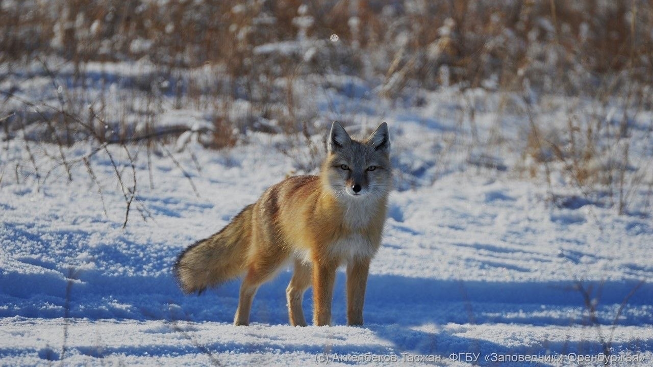 Корсак. Фото: Заповедники Оренбуржья