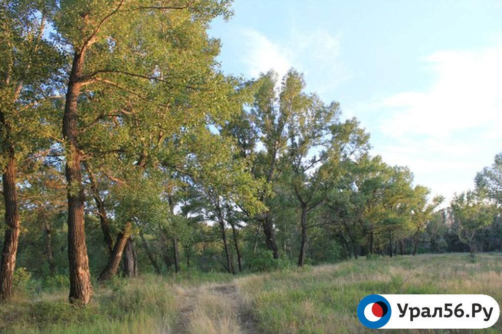 Лесополоса вдоль реки Урал в районе поселка Первомайский, Орск.