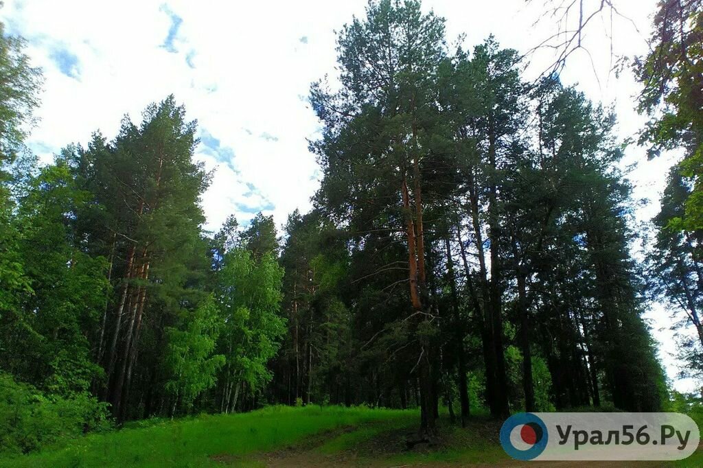 Бузулукский бор (фото из архива)