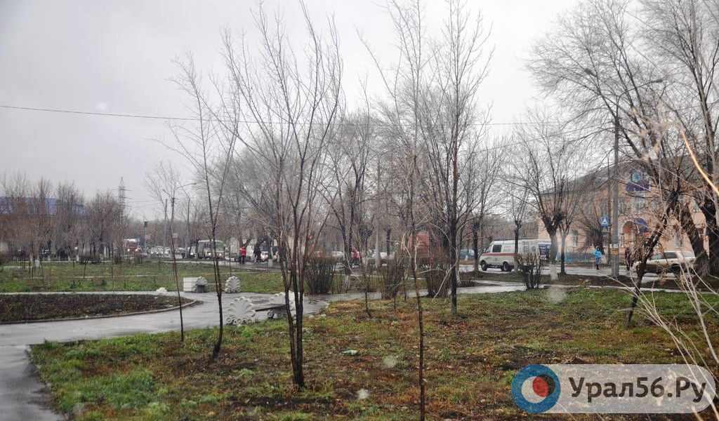 В Орске этой весной высадят деревья, способные поглощать химические запахи