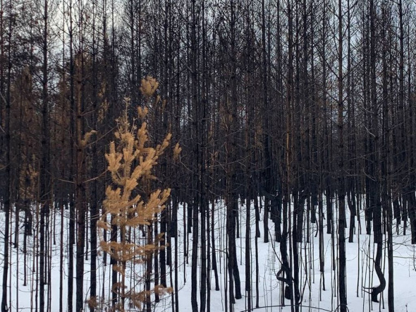 В нацпарке «Бузулукский бор» до конца декабря проверят 370 гектаров деревьев и кустарников, поврежденных пожаром 2021 года