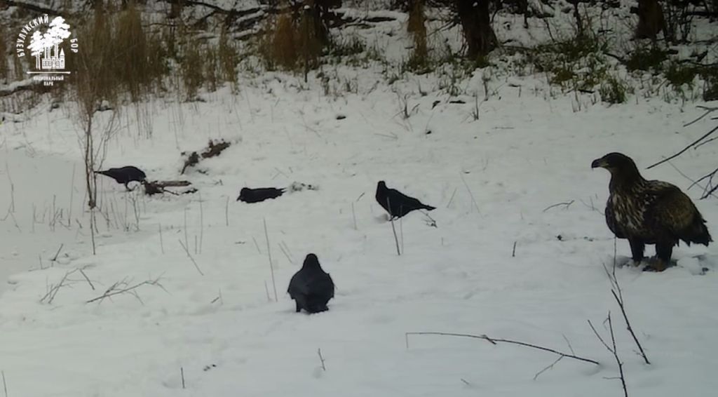 В Бузулукском бору камеры видеонаблюдения зафиксировали орлана-белохвоста; фото Бузулукский бор