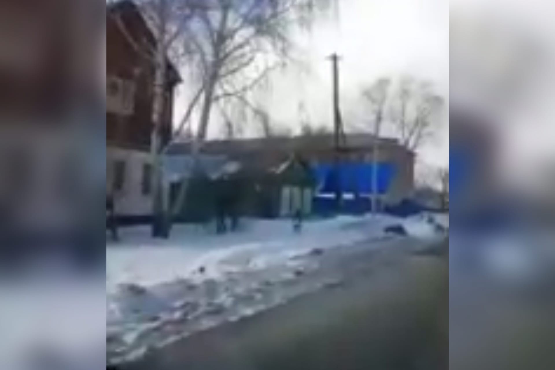 По Оренбургу бегала раненая косуля. Видео 