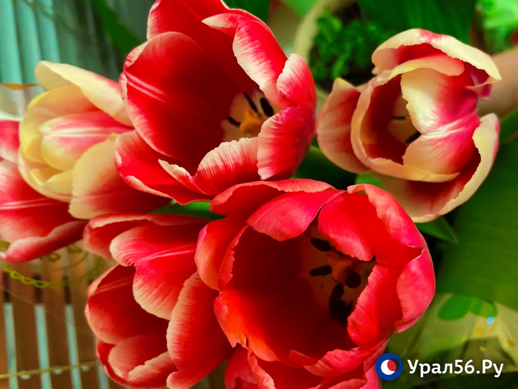 Тюльпаны. Фото из архива 