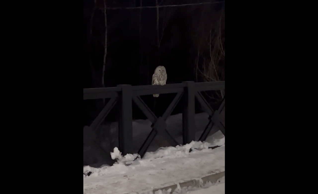 Сова в Ростошах
