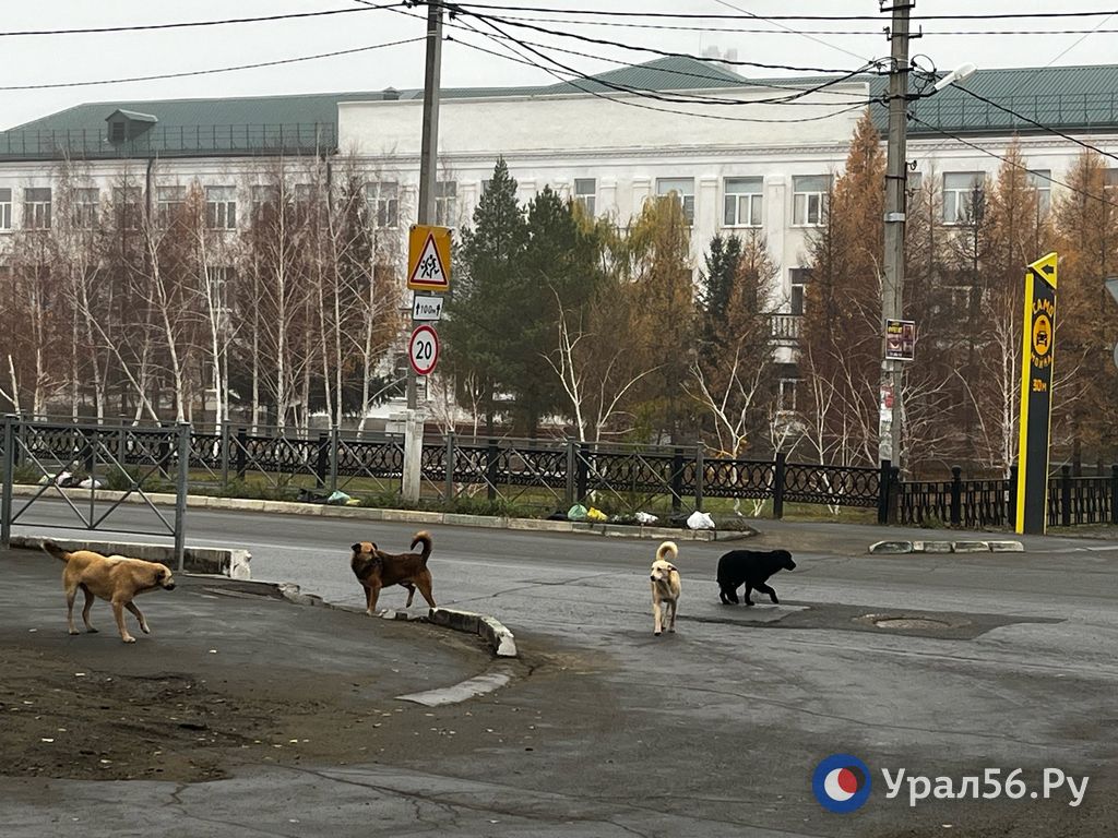 Собаки у школы №49 в Орске