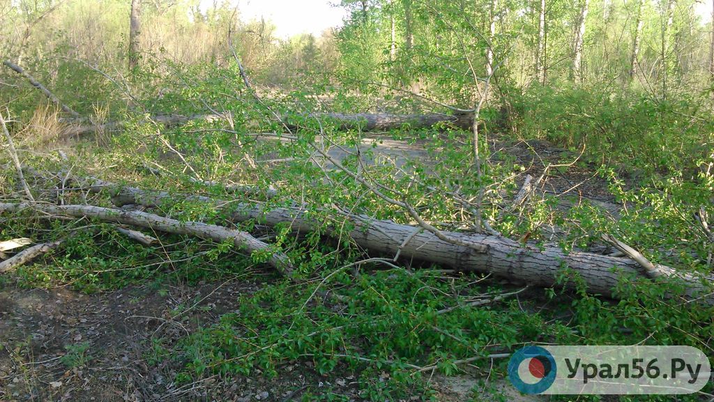 Незаконно срубленные деревья в Орске, фото из архива