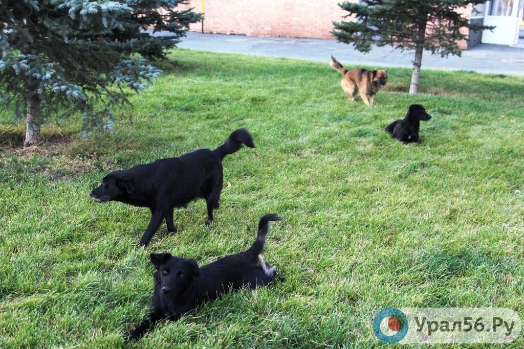 Бездомные собаки в Орске, фото из архива