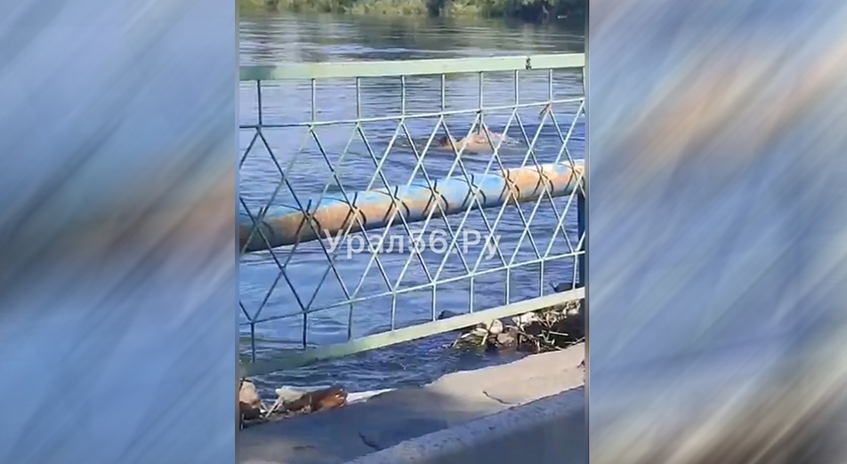 Стоп кадр из видеозаписи очевидца