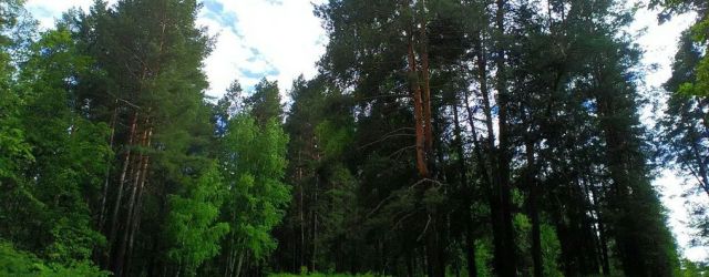 Маршрут выходного дня: Бузулукский бор