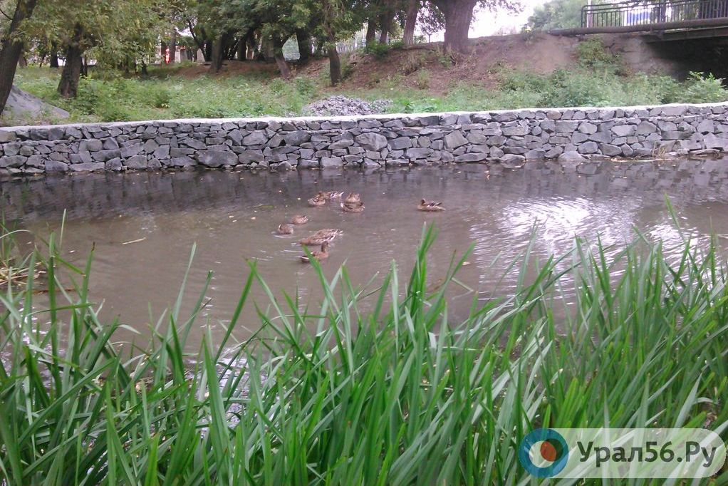 Утки, фото из архива