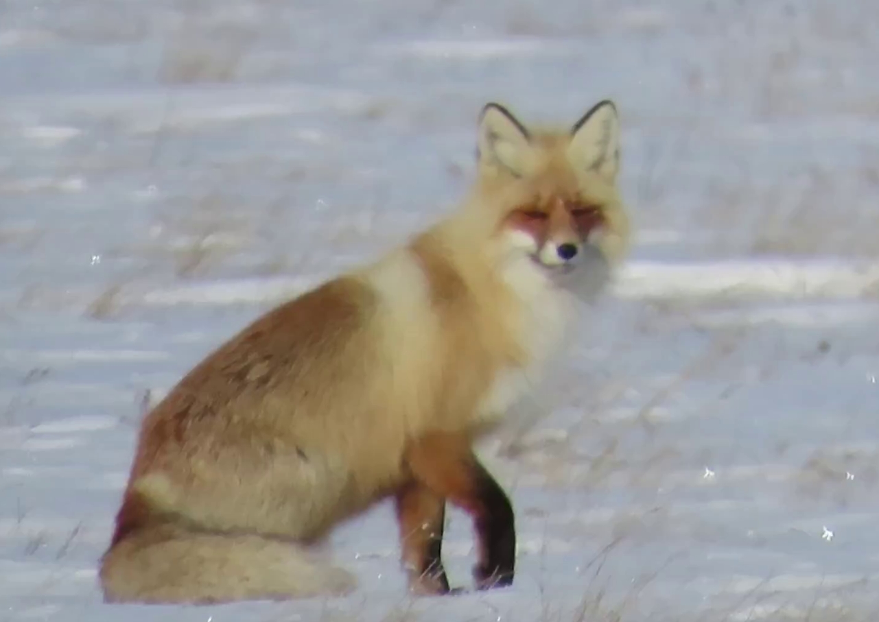 Кадр из видео, как лисица нежится на солнце. Видео: заказник «Светлинский»