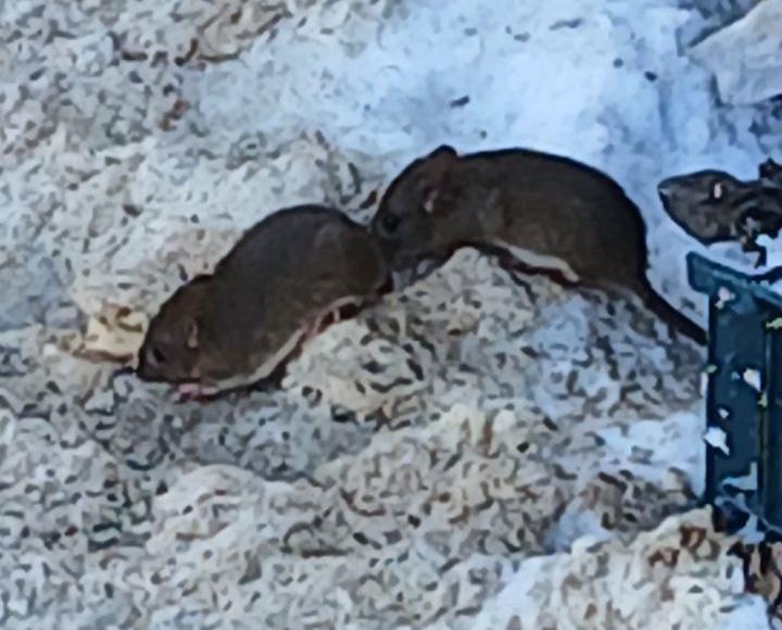 Грызуны около контейнеров в Оренбурге, фото: местные жители