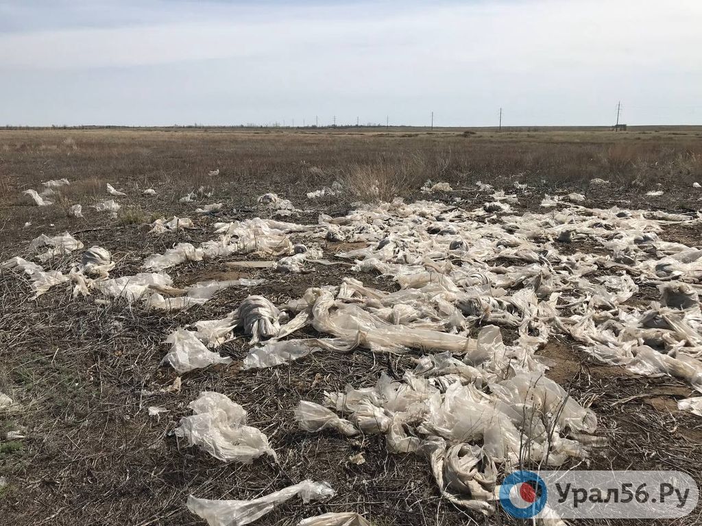 Поля с пленкой в Ащебутаке, апрель 2022 года