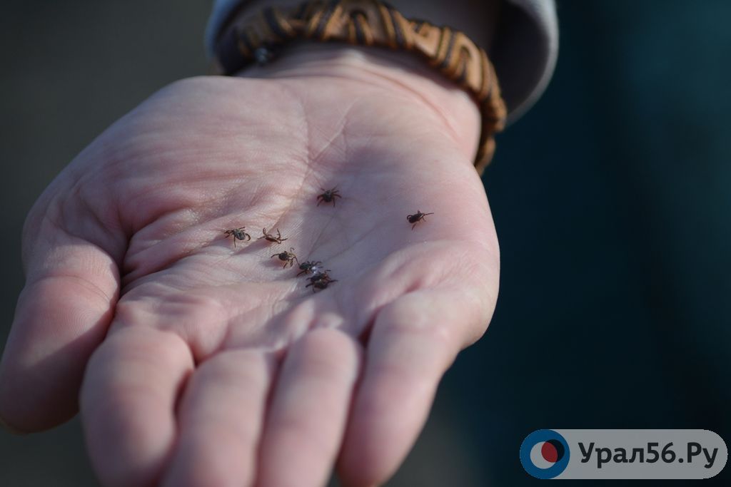 В каких районах Оренбургской области больше всего клещей, зараженных энцефалитом