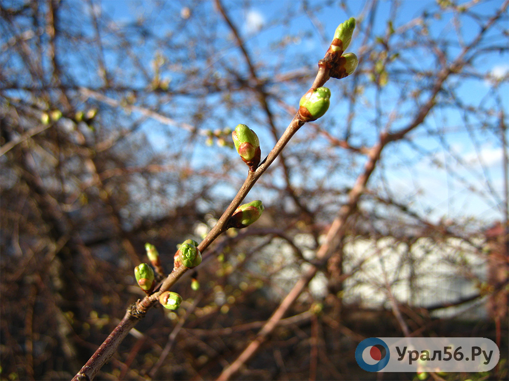 В Оренбурге и Орске на этой неделе потеплеет до +23 градусов