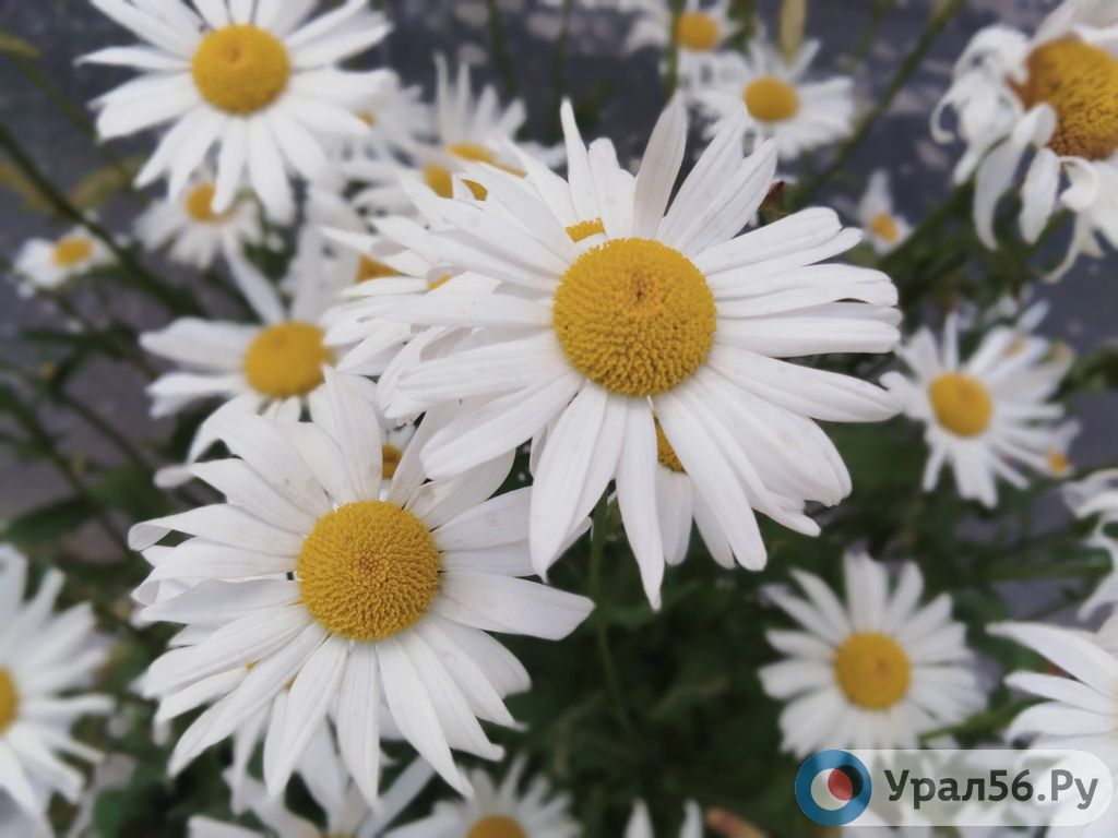 Ромашки, фото из архива