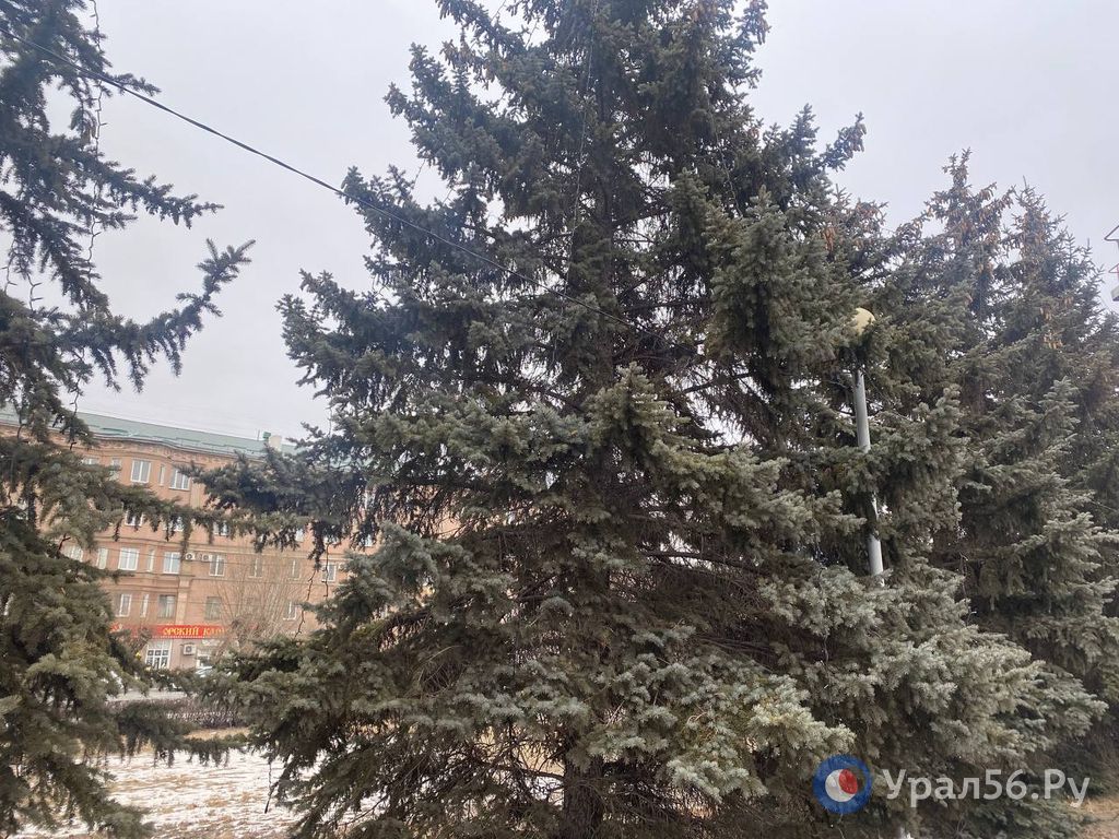 Ели около администрации Орска, фото из архива