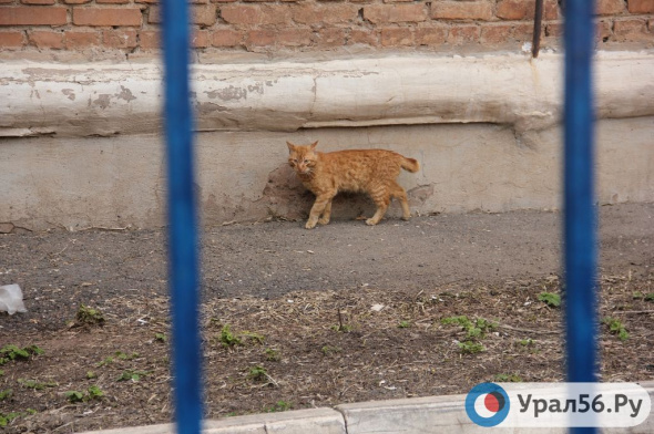 Коммунальщики Оренбурга пообещали, что не дадут бездомным кошкам замерзнуть зимой