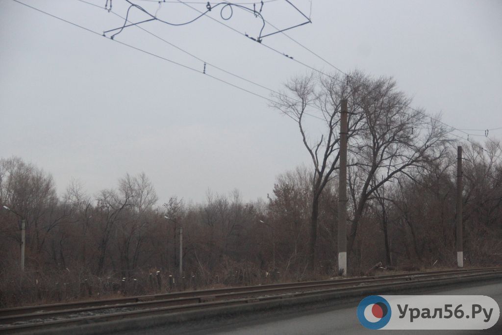 Результат обрезки деревьев в Орске, 06.12.2021