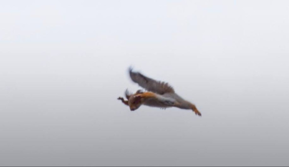 «Полет нормальный»: Парк Строителей Орска показал фото «летающих» белок и другие кадры с пушистыми обитателями