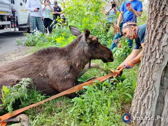 Ночью по Орску бегал лось. Его выловили и живым вывезли за город. Как это было? 