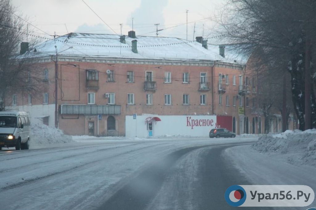 Под Новотроицком стая волков растерзала лошадей