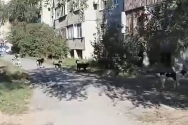 Собаки у школы. Стоп-кадр из видео читателей Урал56.Ру