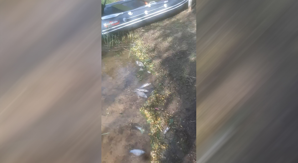 На Димитровском водохранилище Оренбургской области массово погибли караси
