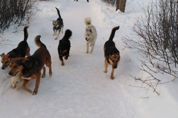 «От собак покоя нет!»: СМИ Оренбурга и Орска почти каждый день пишут о сворах бездомных животных, но власти не принимают никаких мер