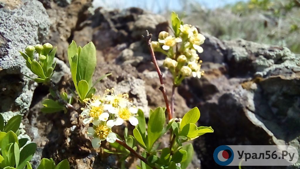 В ближайшие выходные дни и в День Победы в Оренбургской области будет тепло и сухо