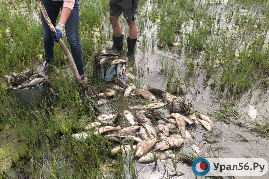 Волонтеры собирают мертвую рыбу на Ириклинском водохранилище, 16.06.2019