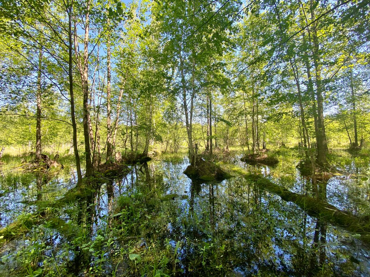 Болота Бузулукского бора