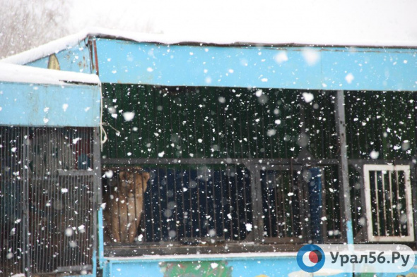 В Сорочинске владелец передвижного зоопарка бросил животных в мороз и исчез