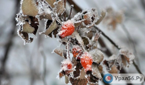 В ближайшие дни в Оренбургской области ударят морозы до –30°С