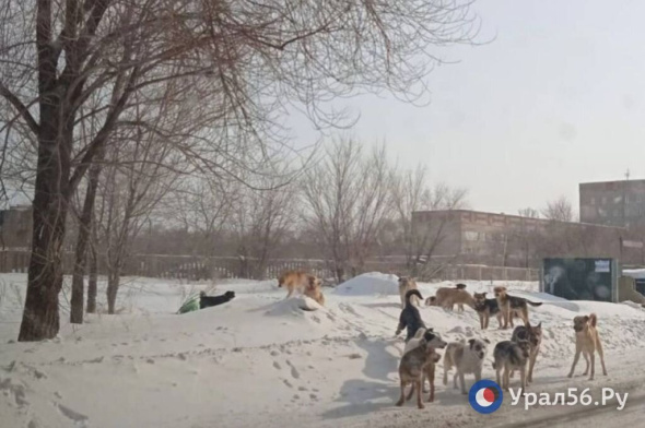 Председатель СК России потребовал доклад о расследовании уголовного дела по укусу собакой 12-летней девочки в Орске