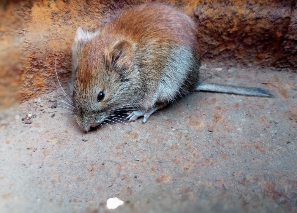 Красная полевка. Фото: И.В. Быстрова