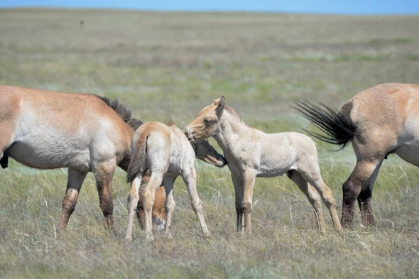 В День защиты детей в оренбургском заповеднике родились сразу 5 жеребят лошадей Пржевальского