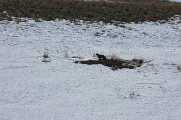 12 марта из спячки в Оренбургской области вышел первый сурок. Через 4 дня удалось заснять грызуна весны-2023