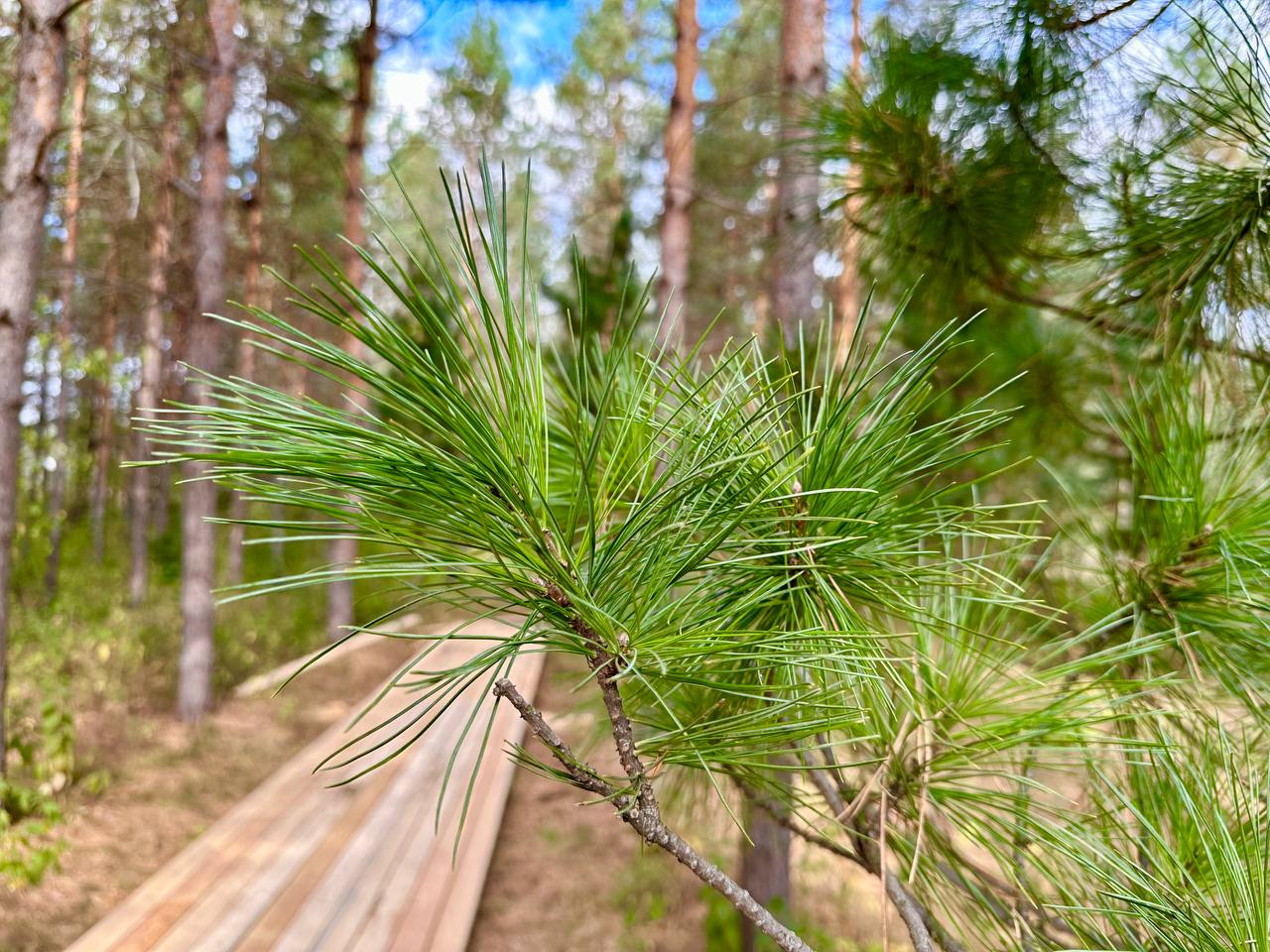 Кедрососна. Фото: Бузулукский бор 